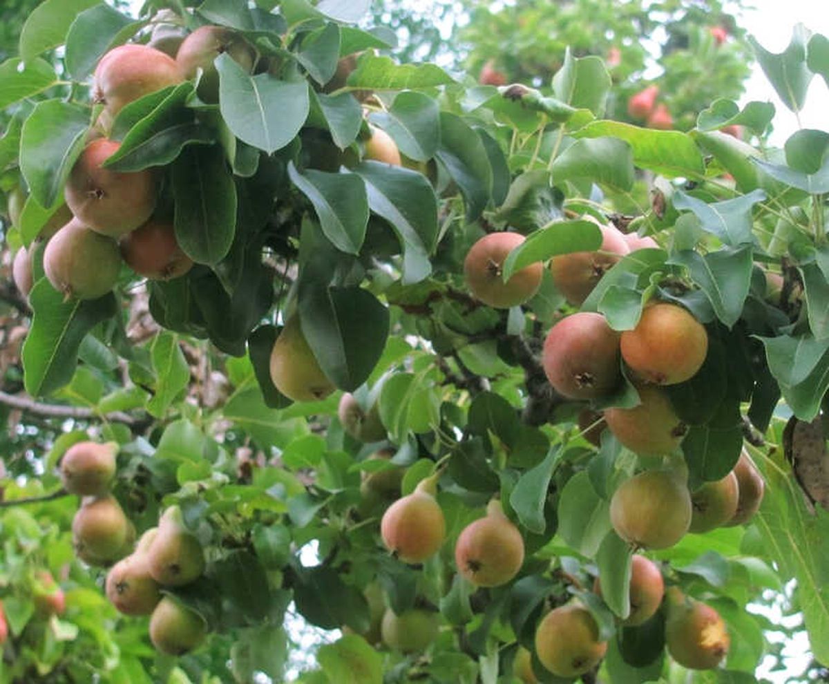 Araban\'da Armutlar 3 Ay Erken Olgunlaştı