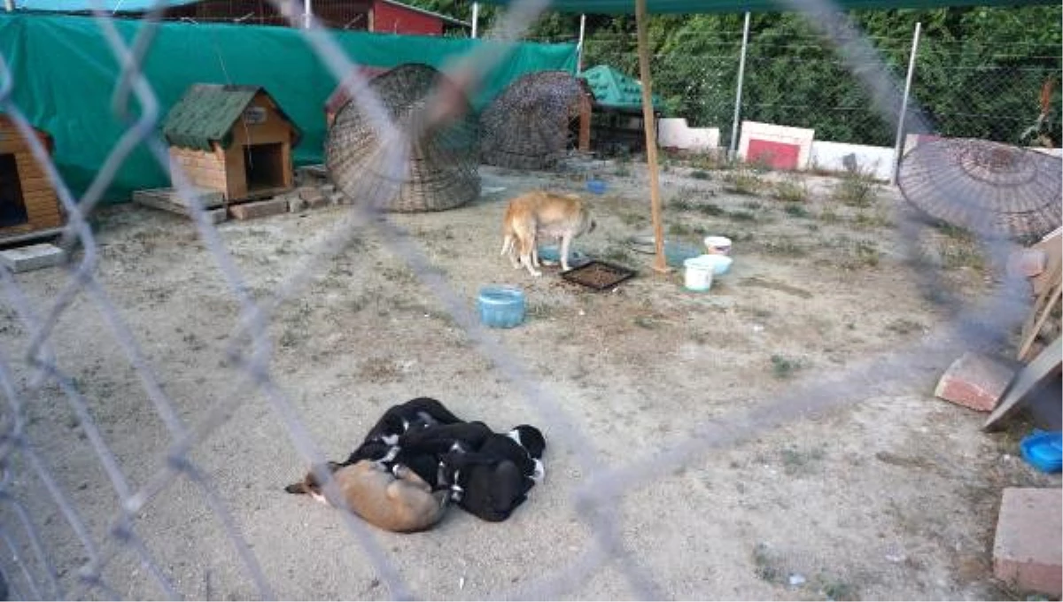 Barınağa Tellerin Üzerinden Atılan 7 Yavru Köpek Ölüsü Bulundu