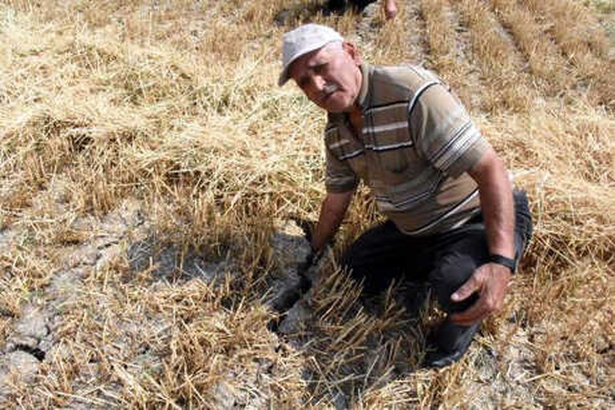 Buğdayı \'Kök Hastalığı\' Vurdu; Yüzde 50 Kayıp Bekleniyor