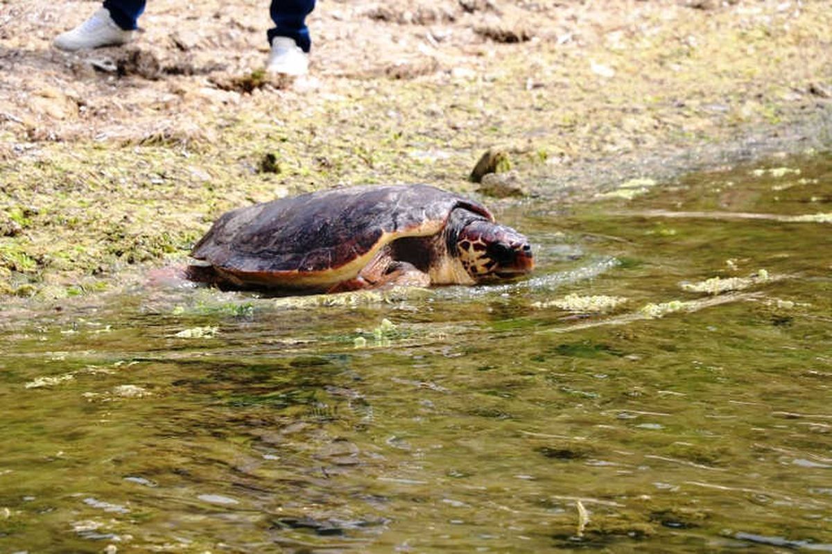 Caretta Özgür\' 6 Ay Sonra Özgürlüğüne Kavuştu