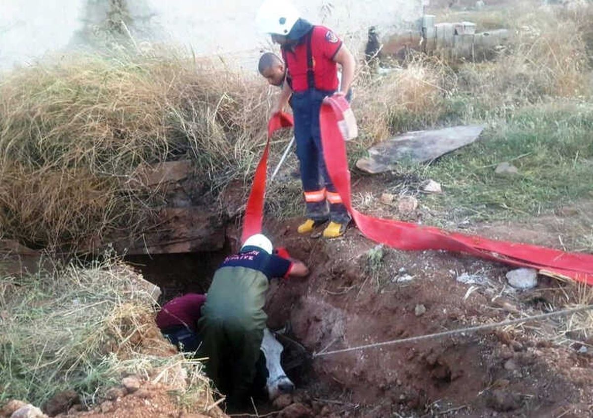 Foseptik Çukuruna Düşen İnek 3 Saatte Kurtarıldı