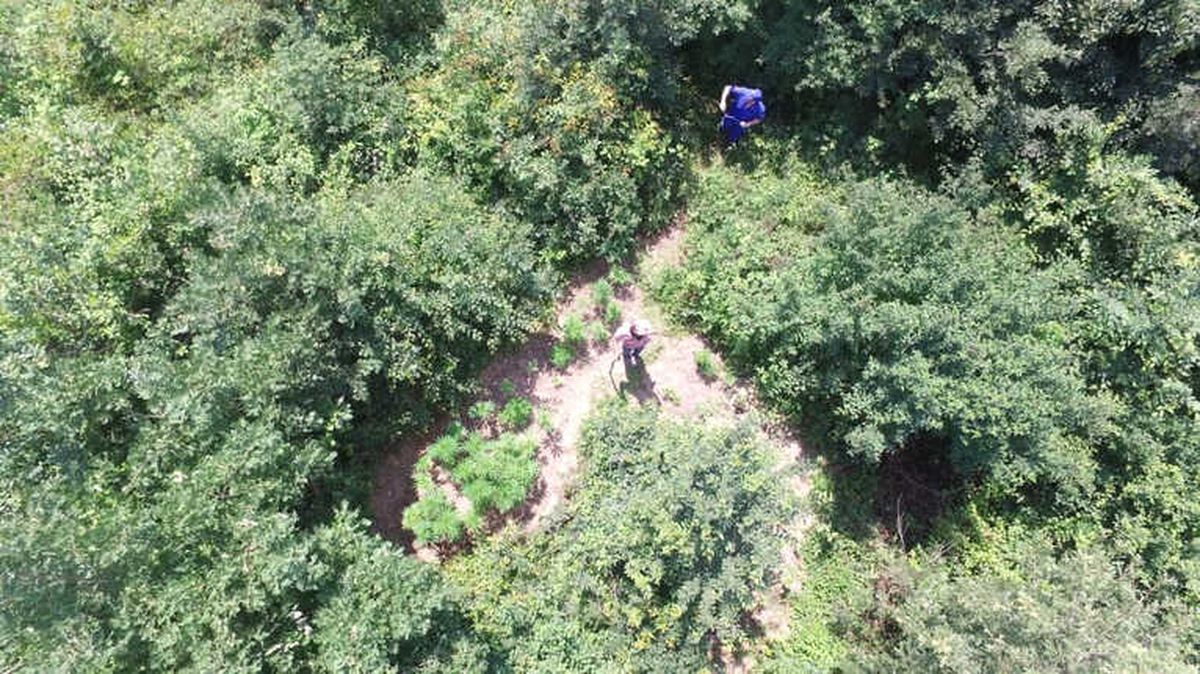 Jandarma Ekipleri, 452 Kök Kenevir Ele Geçirdi