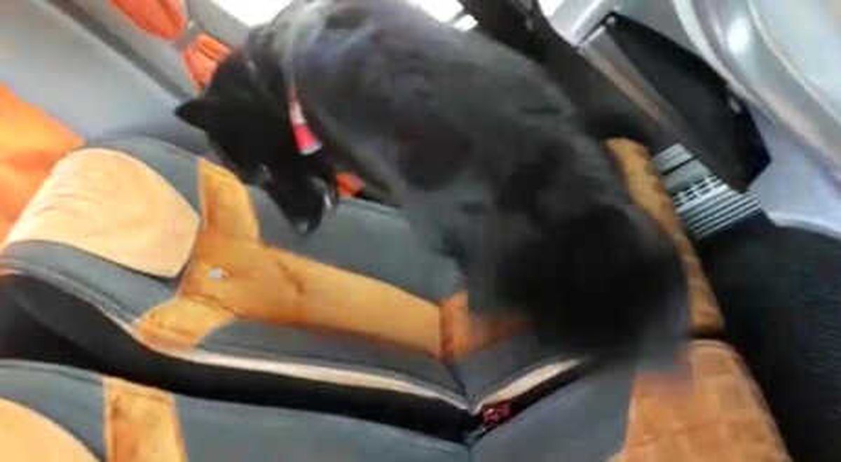 Otobüsteki Uyuşturucuyu Narkotik Köpeği \'Engel\' Buldu