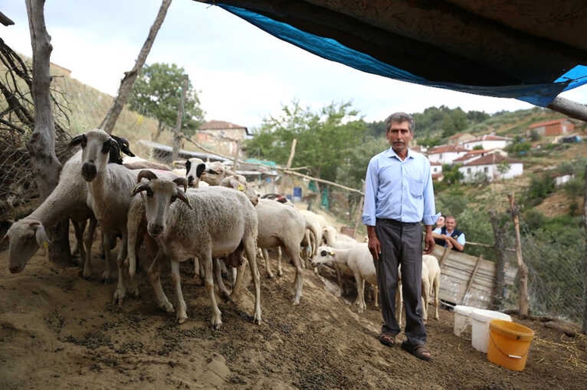 Göçten Vazgeçip Hayvancılığa Başladılar