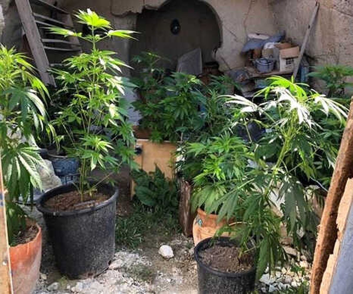 Ürgüp\'te 17 Kök Hint Keneviri Ele Geçirildi