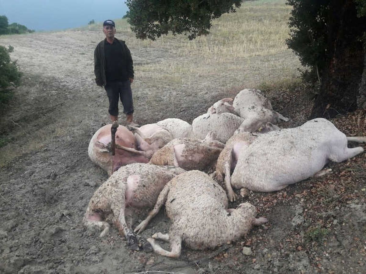 Yıldırım Düştü 12 Hayvan Telef Oldu