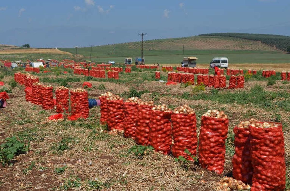 Amik Ovası\'nda Soğan Hasadı