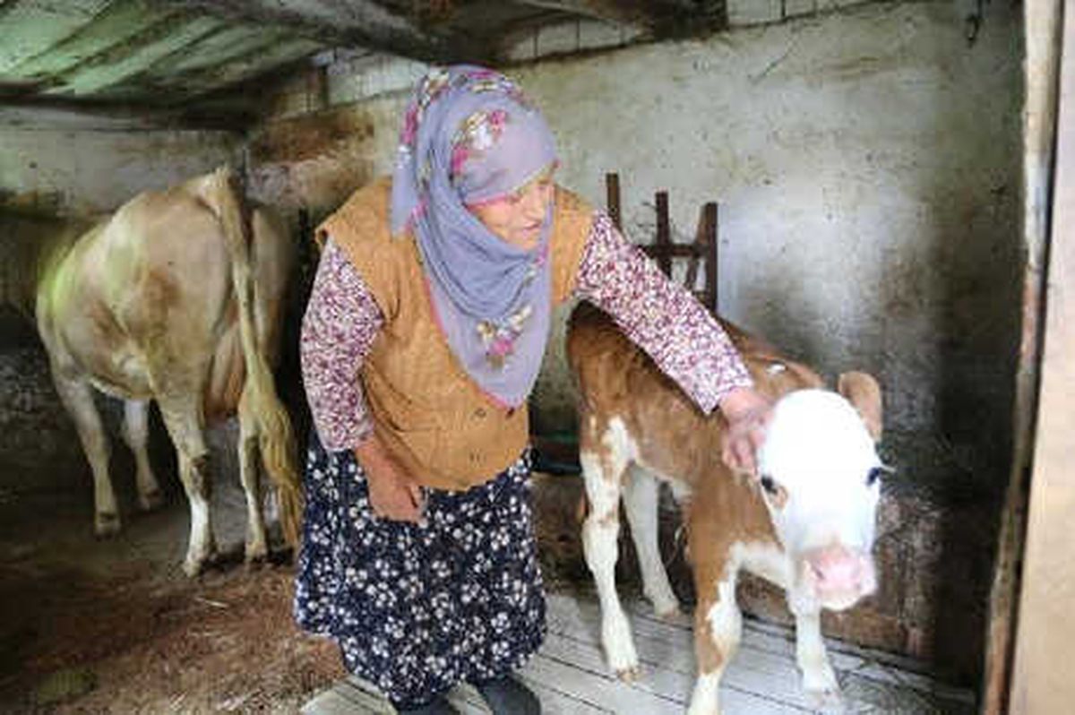Artvin\'de 26 Büyükbaş İtlaf Edildi, Karantina Sahası Genişletildi