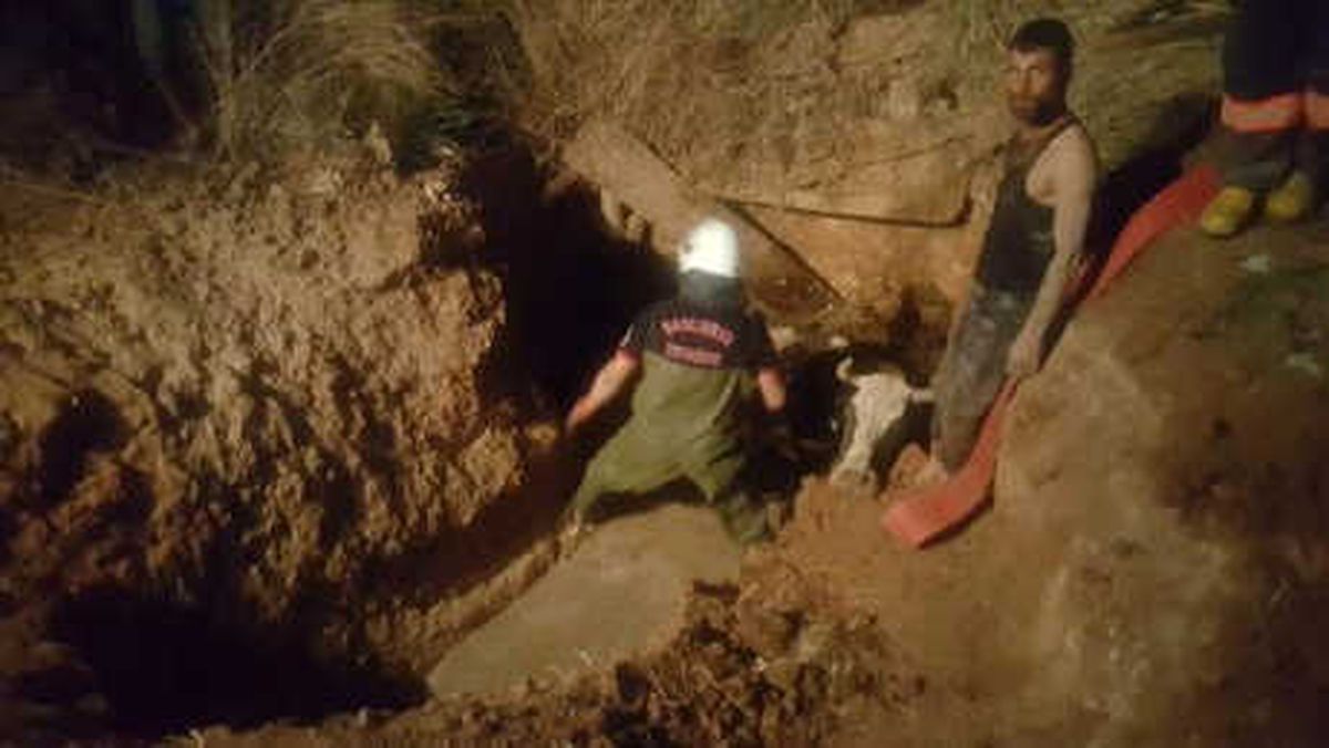Foseptik Çukuruna Düşen İnek 3 Saatte Kurtarıldı