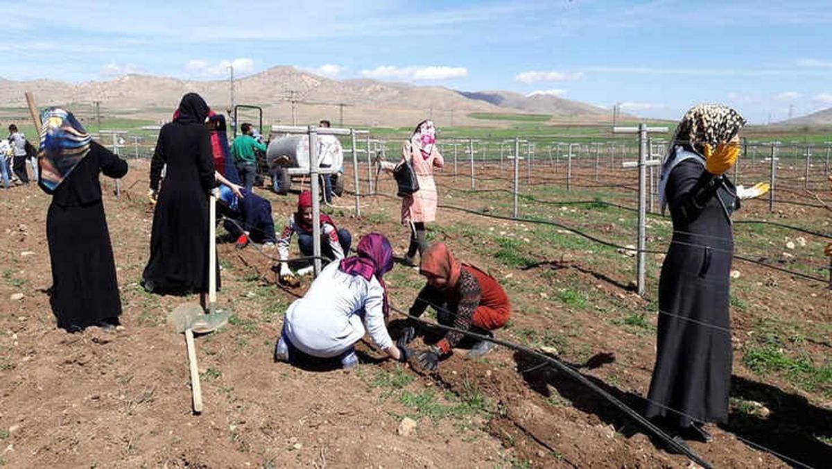 Gercüş\'te \'Modern Telli Terbiye Sistemiyle Bağ Tesisi\' Kuruldu