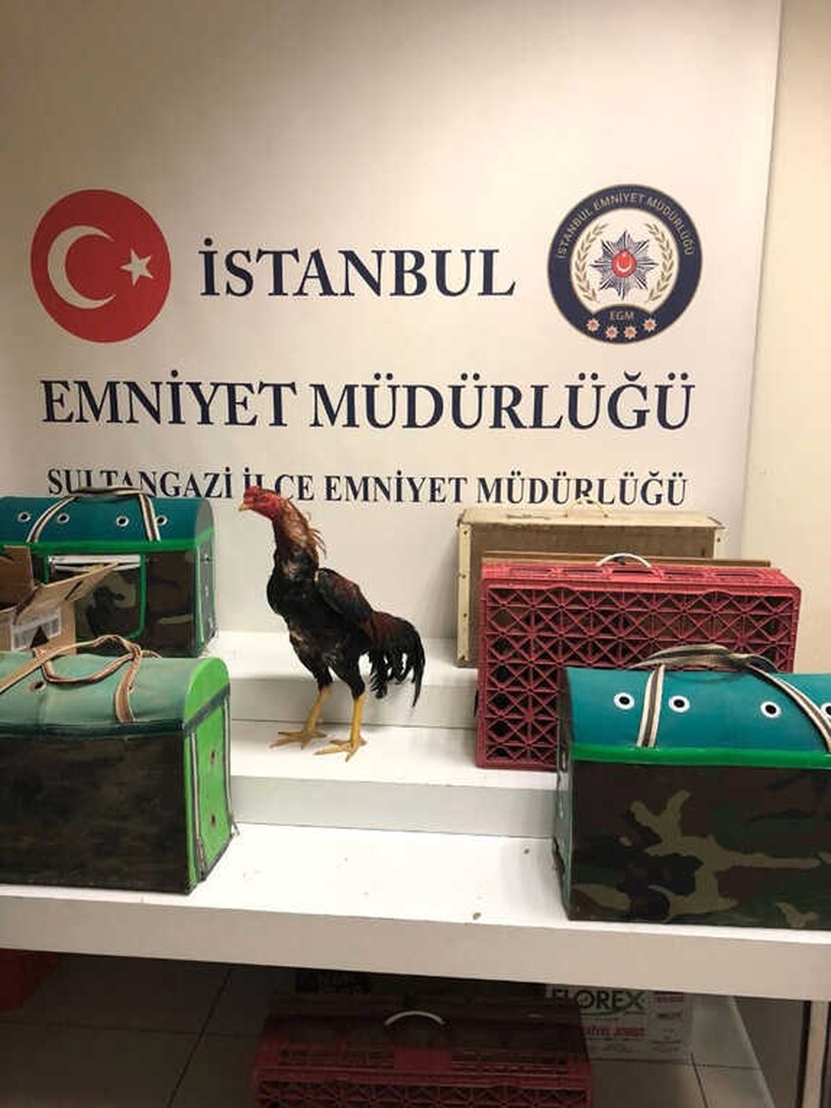 İstanbul\'da Horoz Dövüştürenlere Şok Baskın Kamerada