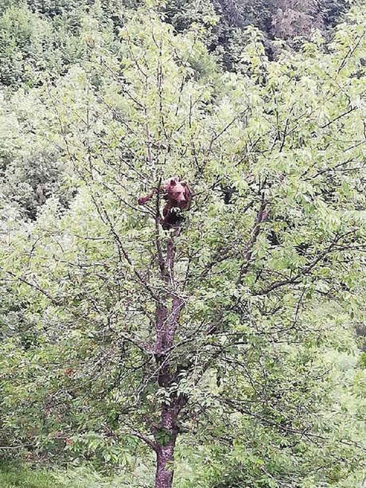 Kiraz Ağacına Çıkan Ayı Görüntülendi