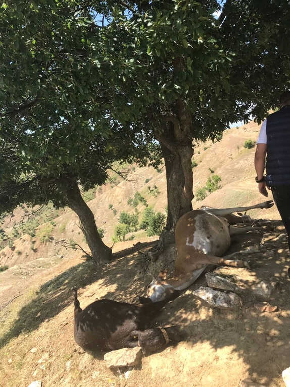 Kulp\'ta Yıldırım Düşmesi Sonucu 5 Hayvan Telef Oldu