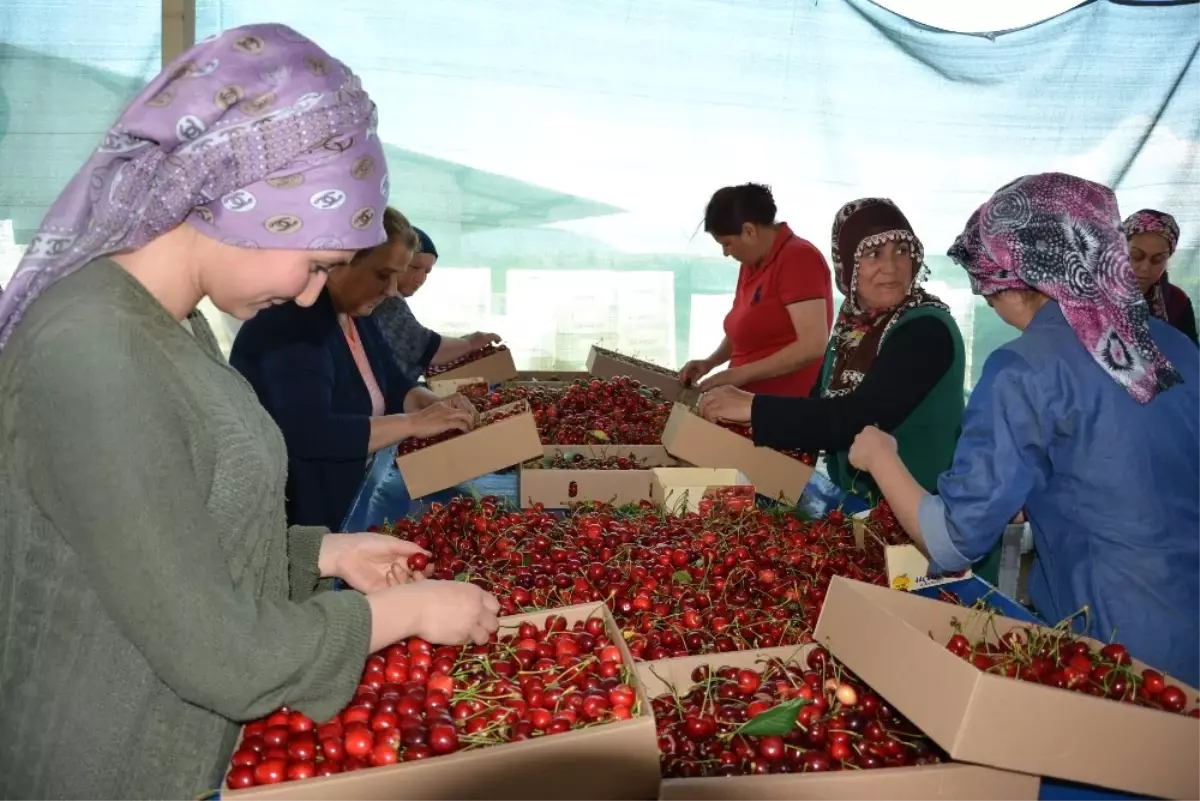 Manisa\'da Kiraz Üreticisini İhracatçılar Vurdu