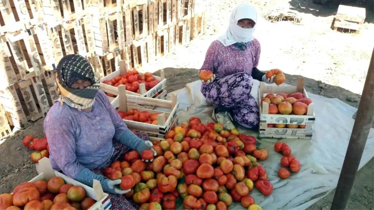 Manisa\'da Yerli Domateste Hasat Zamanı