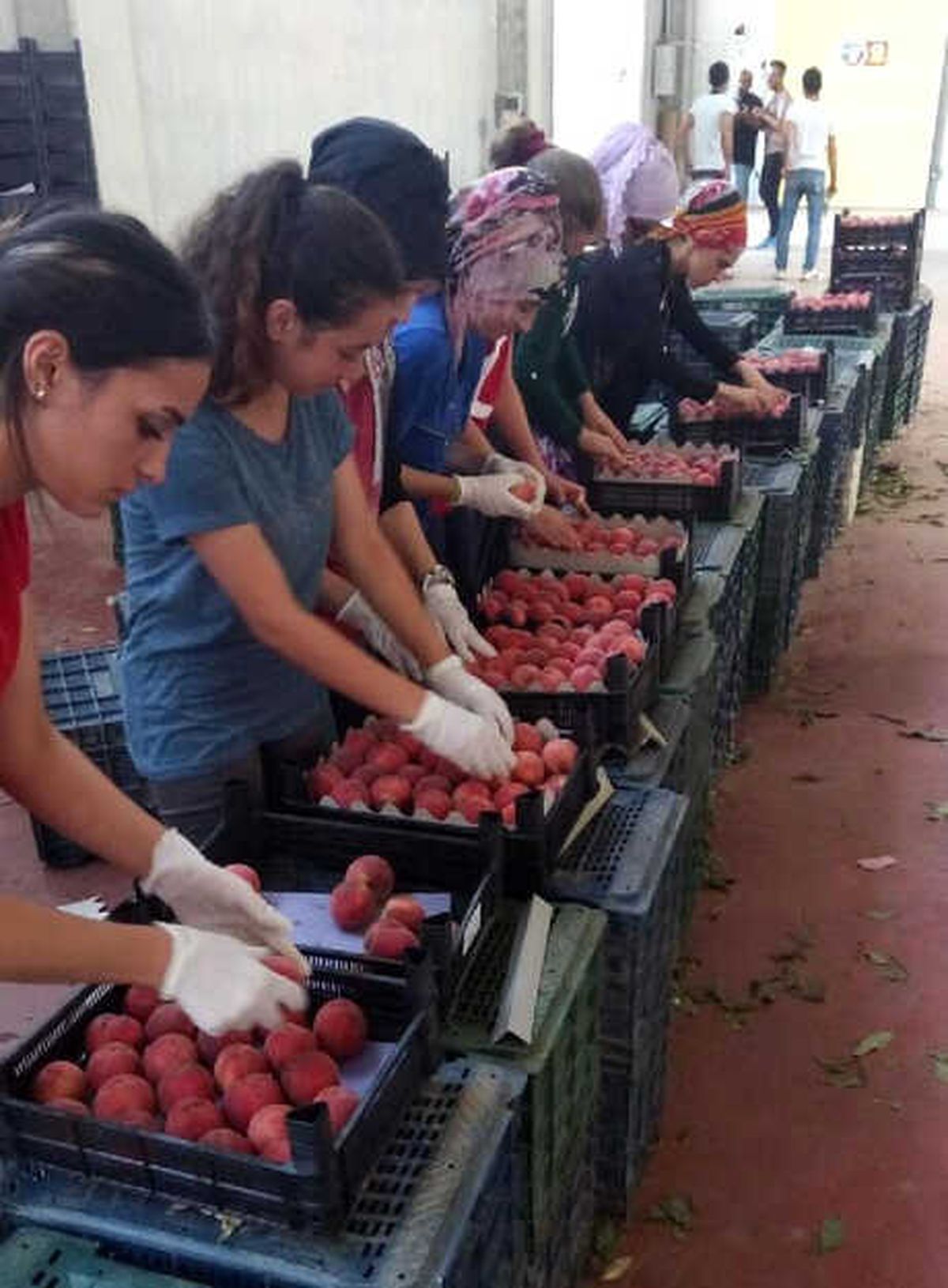 Şeftali ile Nektarin Üreticisi ve İhracatçısı Bayramı Erken Yaptı