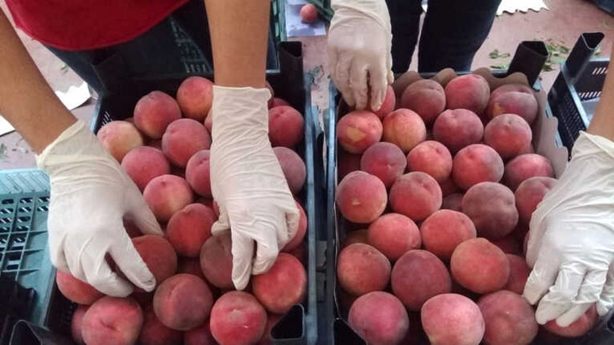 Şeftali ve Nektarin Üreticisi Bayramı Erken Yaptı