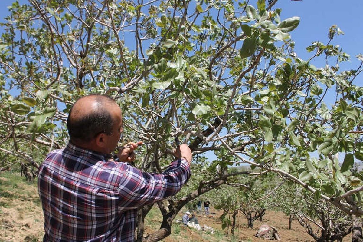 Siirt\'te Bağ ve Bahçeler Kontrol Edildi