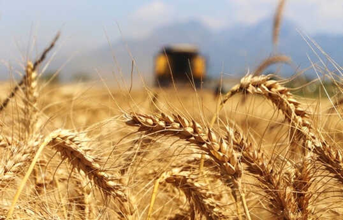 Arpa, Tritikale, Çavdar ve Yulafın Alım Fiyatı Açıklandı