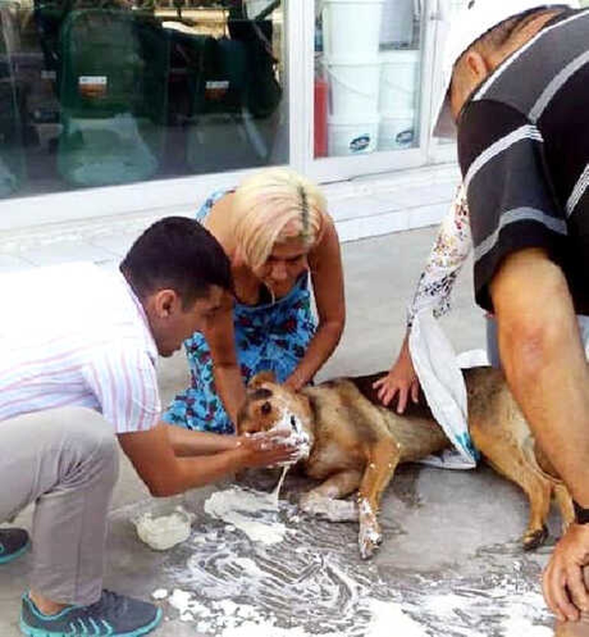 Bodrum\'da Kedi, Köpek ve Tavuklar Zehirli Kıyma ile Telef Oldu