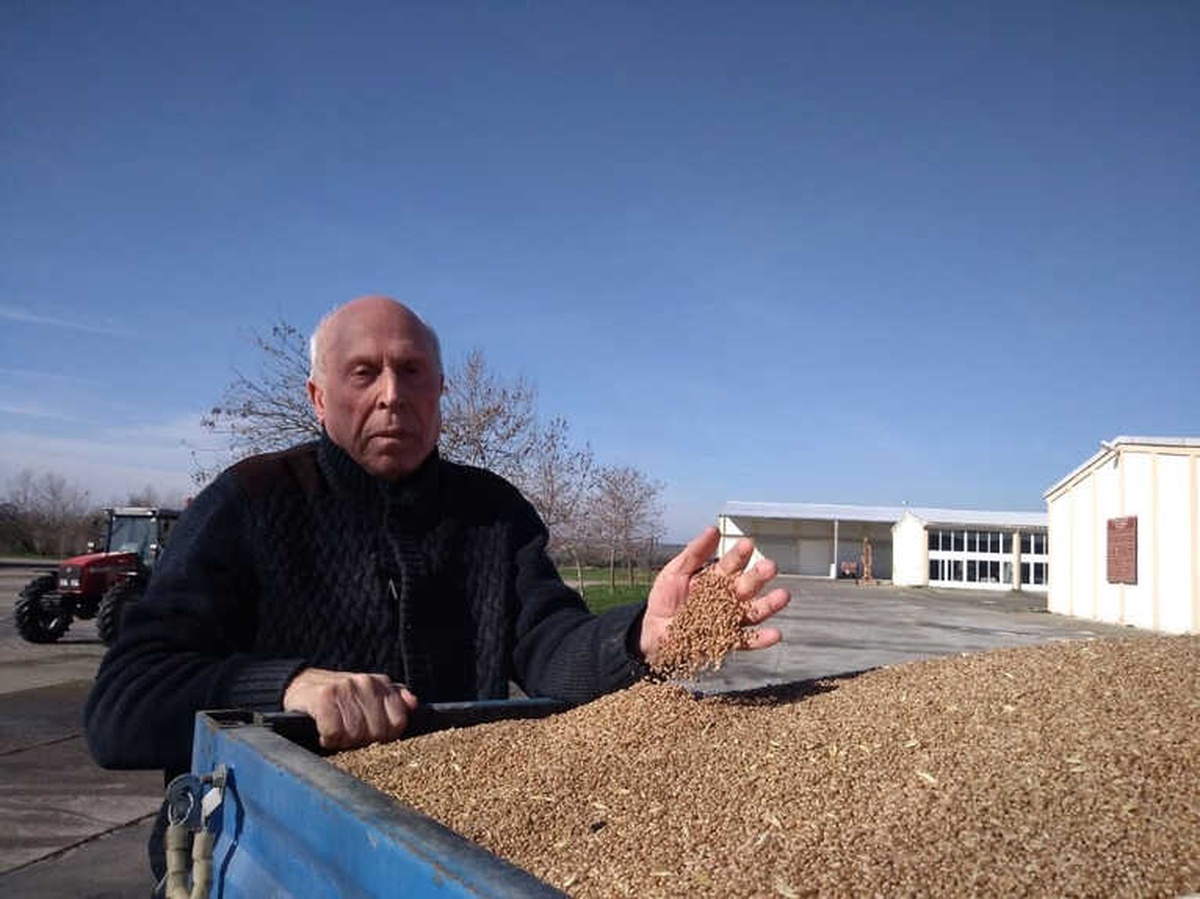 Buğday ve Çeltik Fark Destekleri Yatırılıyor
