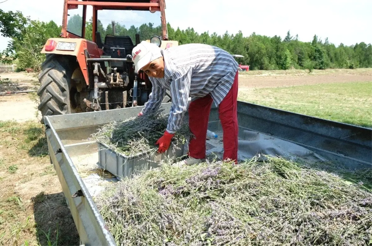 Edirne\'de "Lavanta Günleri"