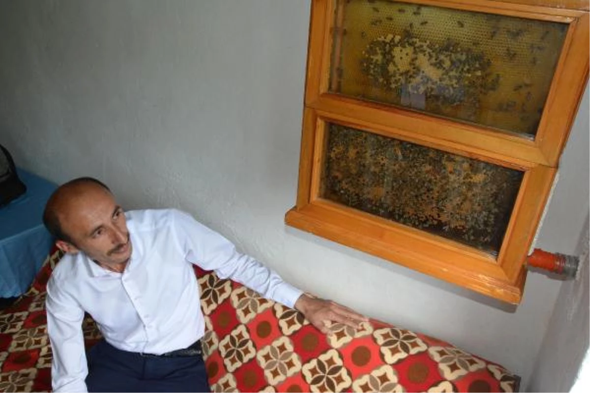 Meraklı Adam, Evin Odasındaki Cam Kovanda Arıların Bal Yapmasını İzliyor