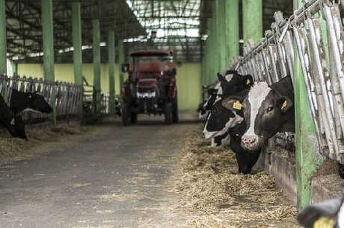 Fao Gıda Fiyat Endeksi Mayıs\'ta Süt Ürünlerinin Etkisiyle Yükseldi