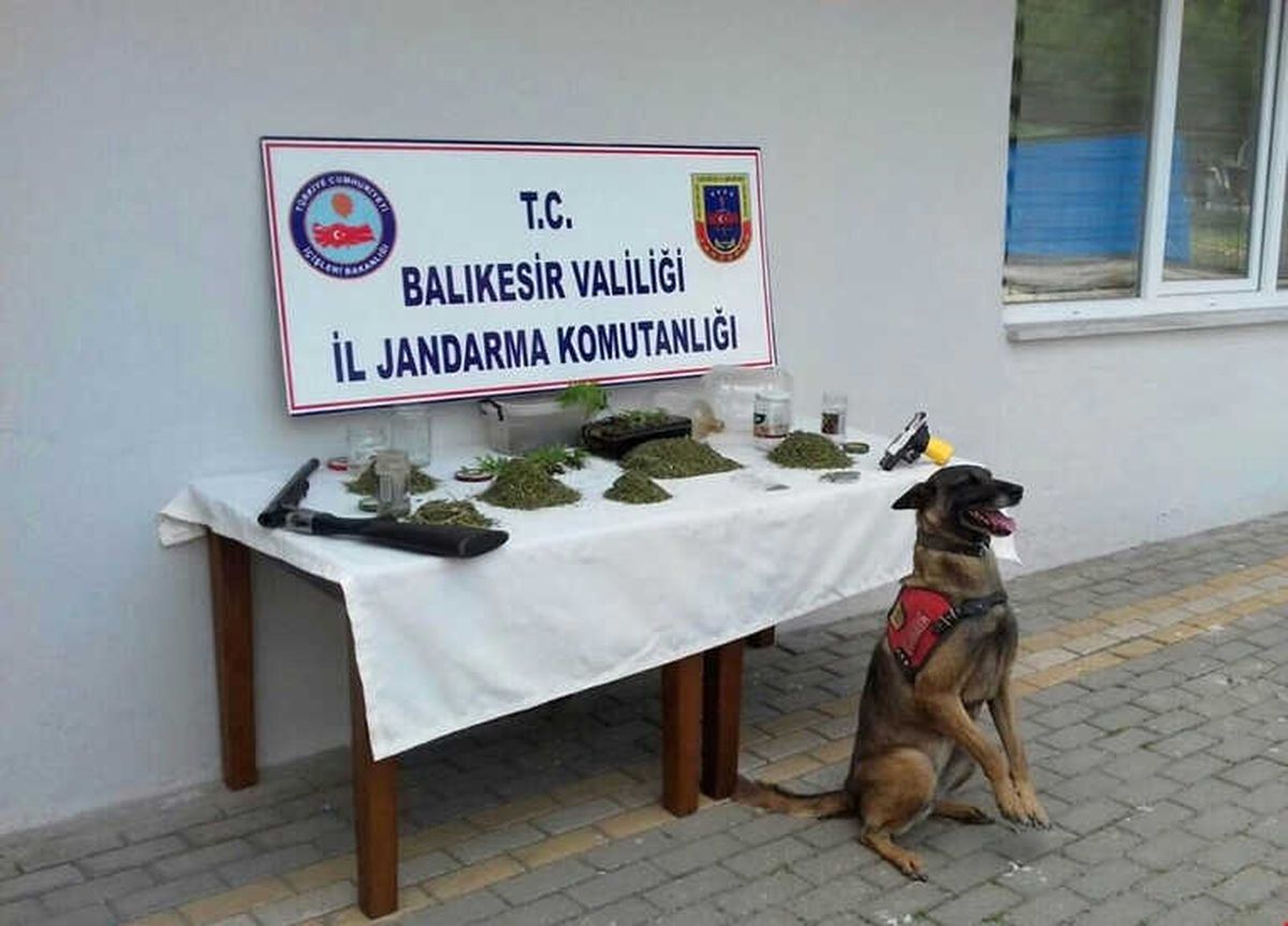 Jandarmadan Uyuşturucu Operasyonu