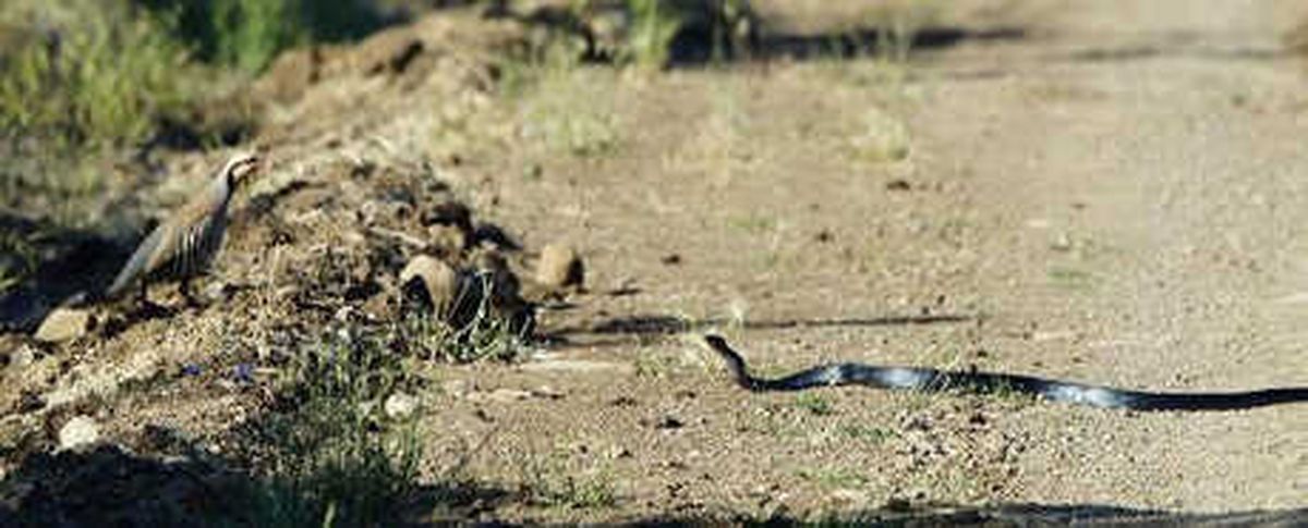 Kekliğin Yavrularını Yılandan Koruma Mücadelesi