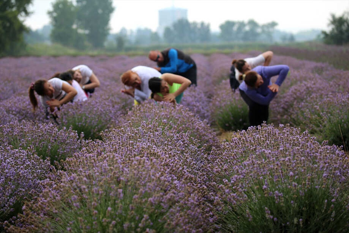 Lavanta Tarlasında Yoga Yaptılar