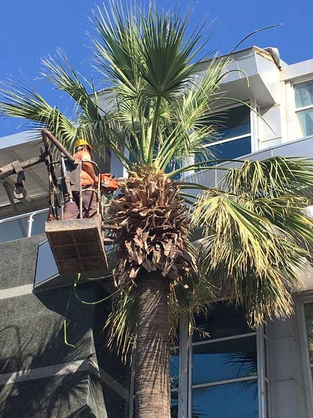 Marmaris\'te Palmiyeler Yaz Bakımına Alındı