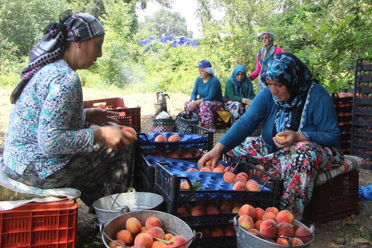 Bursa\'da Şeftali Hasadı ve Fiyatları Yüzleri Güldürdü