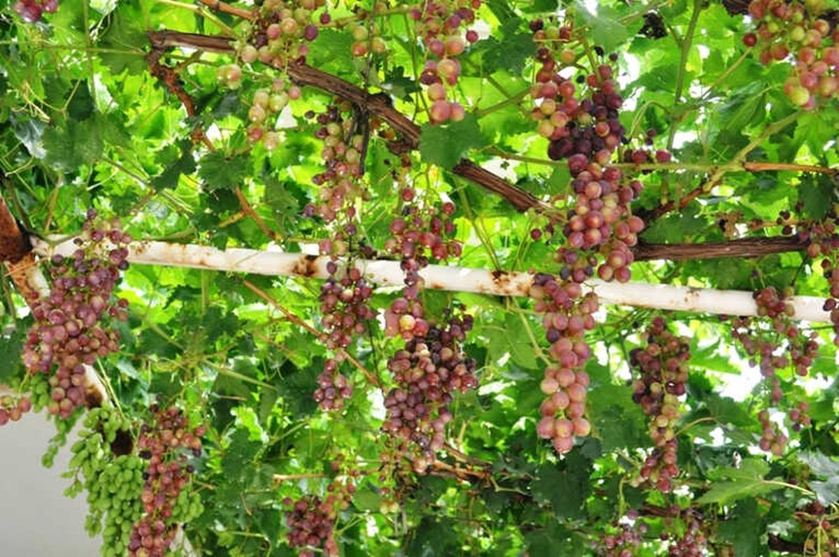 Sarıgöl\'de Haziran Üzümü İlgi Gördü