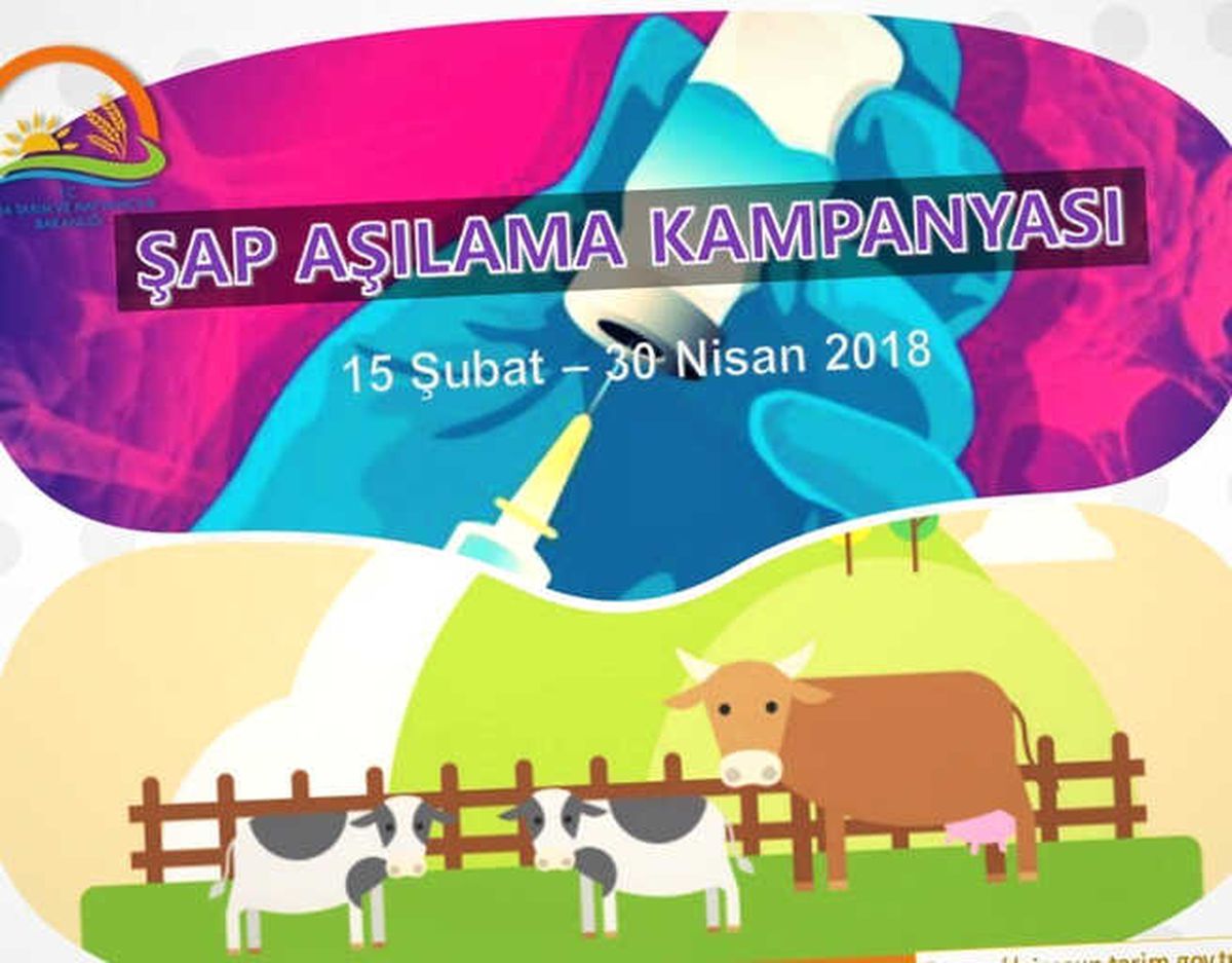 Van\'da Şap Aşılama Kampanyasında Yüzde100 Başarı
