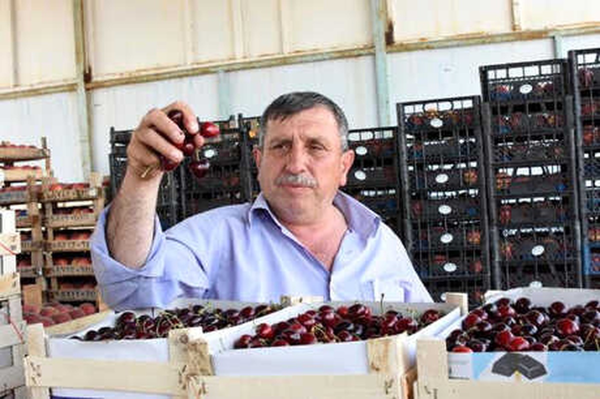 Çanakkale\'de Kiraz Üreticisinin Yüzü Gülmedi