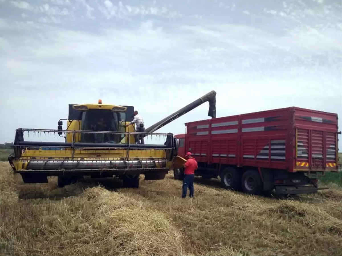 Edirne\'de Buğday Veriminde Geçen Yıla Göre Ciddi Düşüş Yaşanıyor