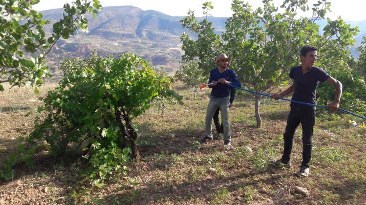 Siirtli Çiftçiler Bağlarında İlaçlama Çalışması Başlattı