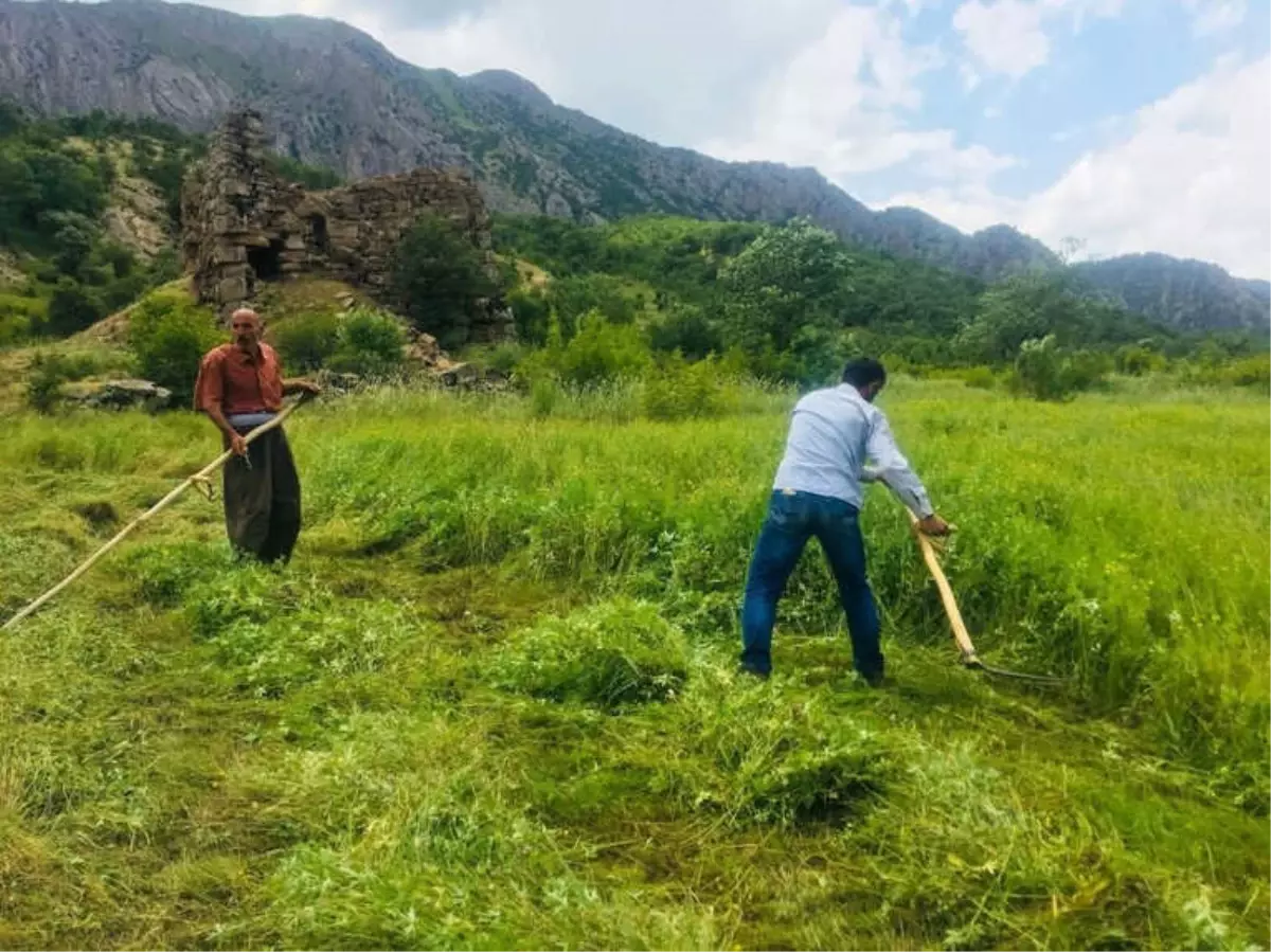 Beytüşşebap\'ta Terör Yüzünden Ekilemeyen Araziler Yeşillendi