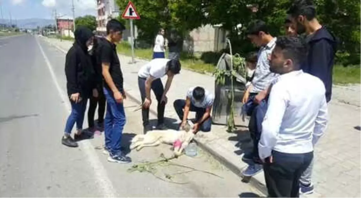 Yaralı Köpek İçin Seferber Oldular, Karne Alamadılar