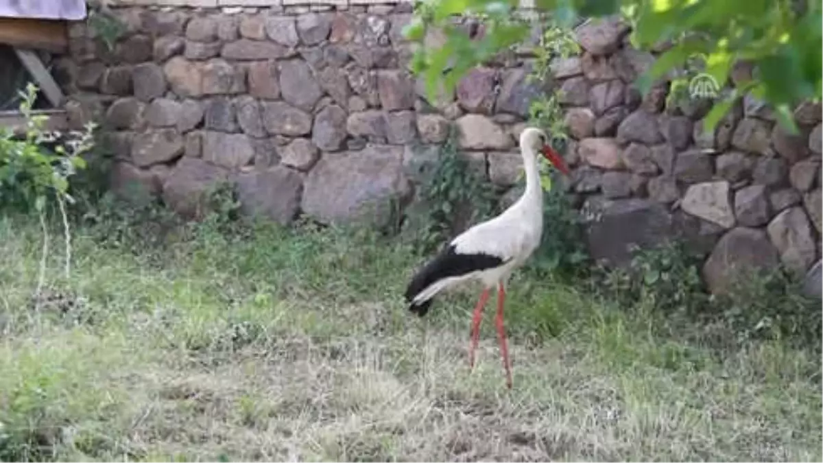 Yolda Bulduğu Leyleği Evinde Besliyor