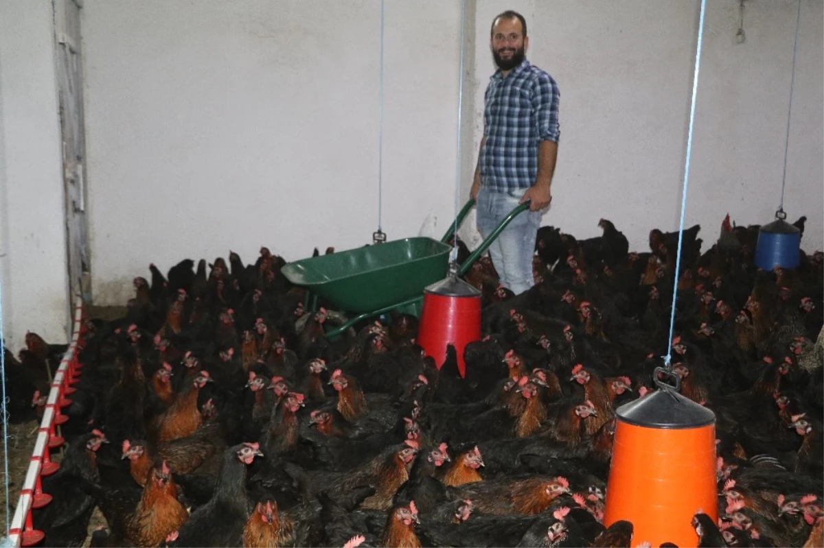 Bankacılığı Bıraktı Tavuk Çiftliği Kurdu