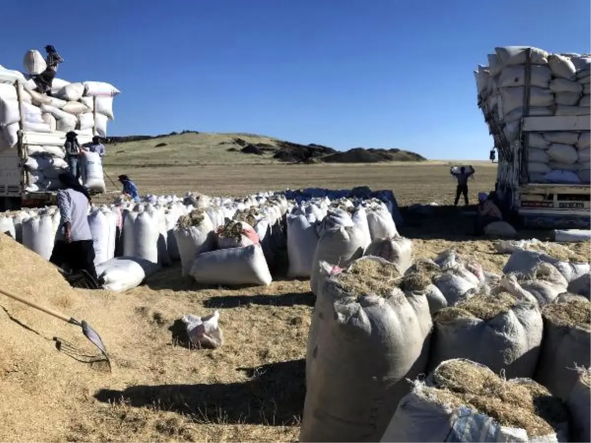 Samanın Fiyatı, Geçen Yıla Oranla Yüzde 100 Arttı