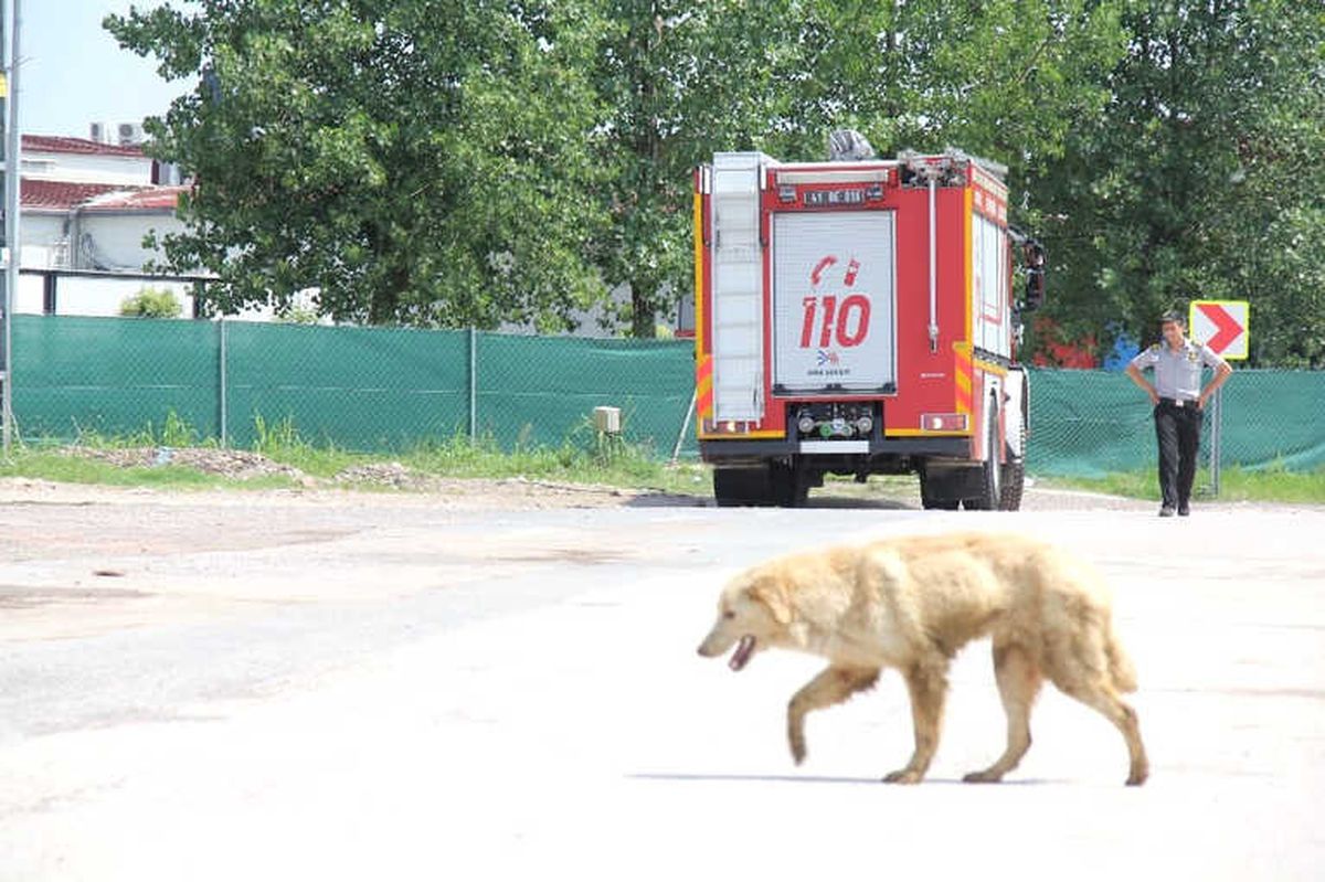 Su Kutusunda Mahsur Kalan Köpeği İtfaiye Kipleri Kurtardı