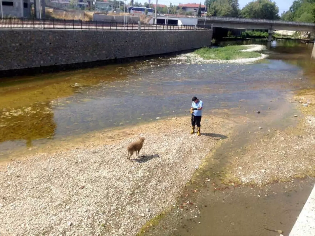 Dere Yatağında Mahsur Kalan Köpek Kurtarıldı