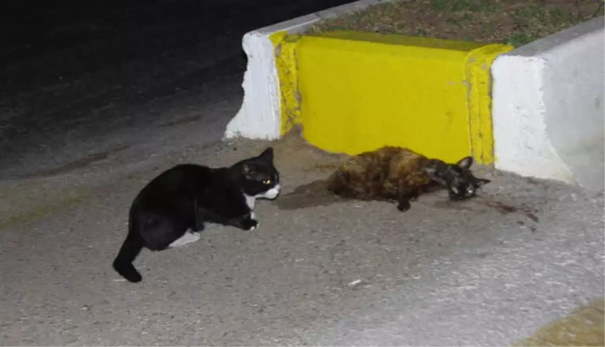 Kedi Nankör Değil Vefalı Çıktı