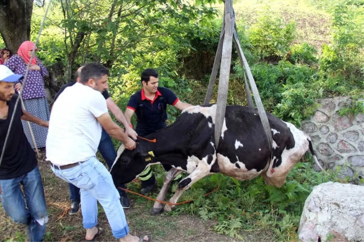 Dereye Düşen İnek, İtfaiyeyi Seferber Etti