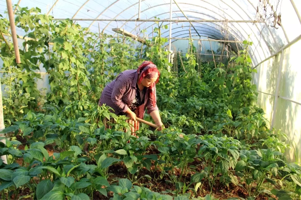 Pazarcı Safiye; Milletvekilliği İçin Bağımsız Aday Oldu