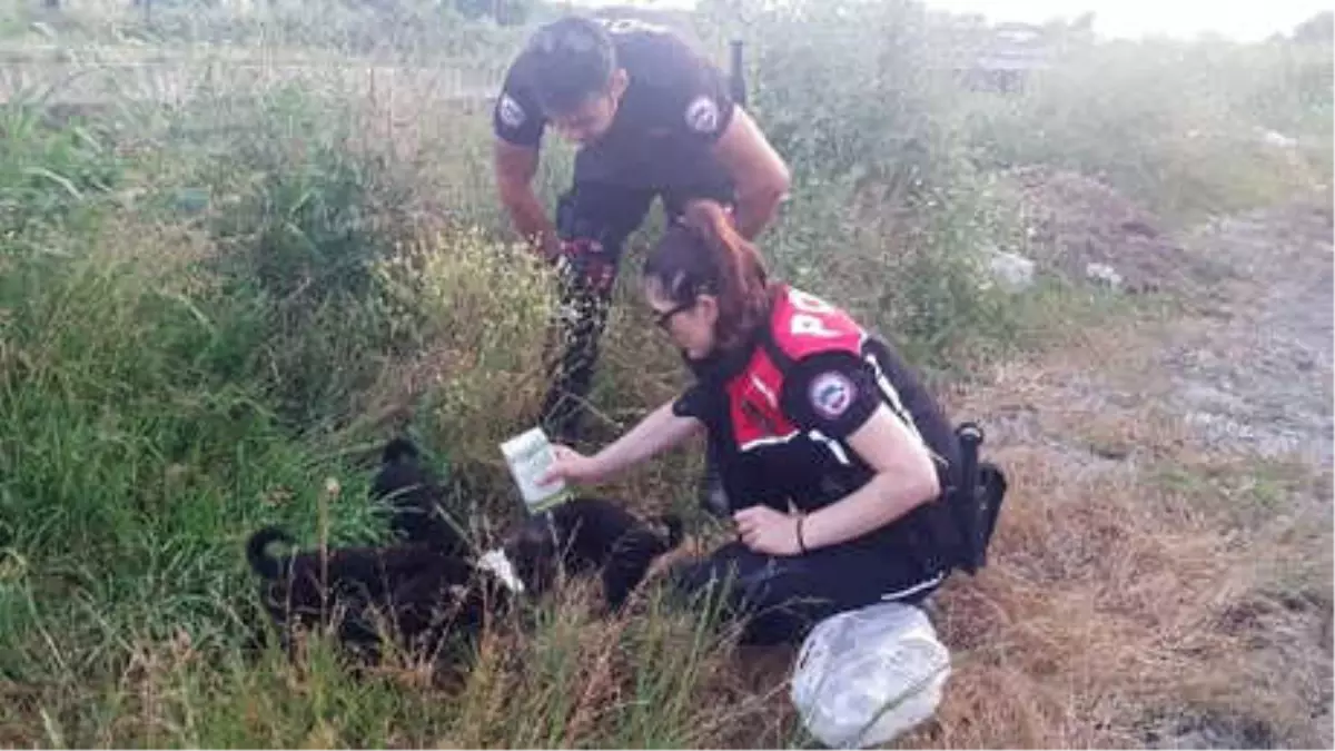 Polis Yavru Köpekleri Sütle Besledi