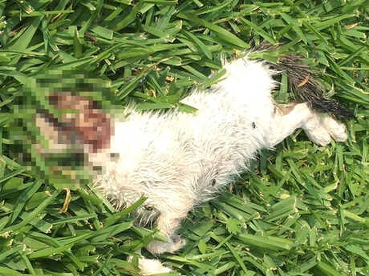 Sahibinin Saldırttığı Pitbull, 3 Kediyi Parçaladı